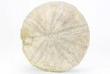 Jurassic Sea Urchin (Clypeus) Fossil - England #216920-1